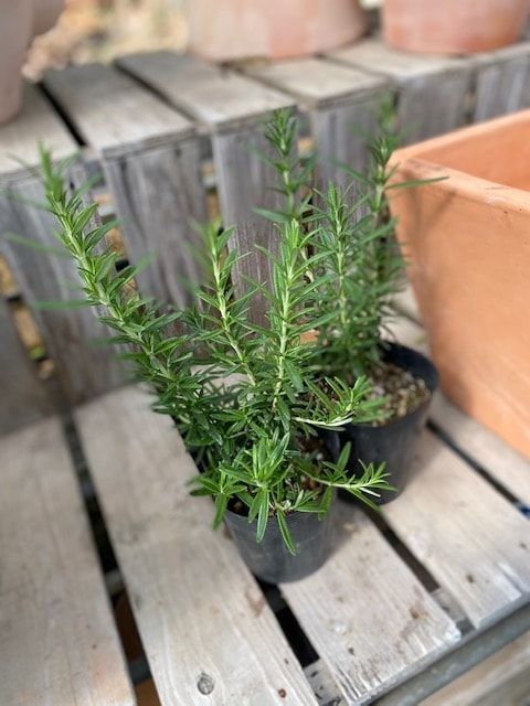 ローズマリー・マリンブルー（立ち性） ハーブ苗 12cmポット | ハーブ