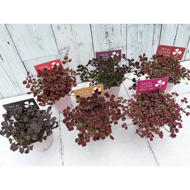 エンジェルクローバー　三つ葉クローバー　宿根草