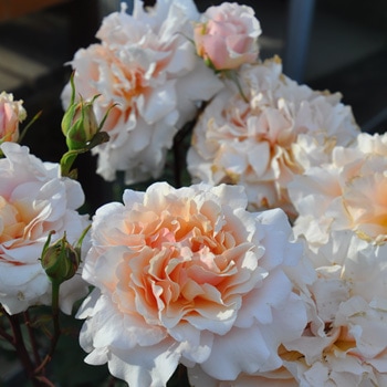 ベン・ウェザースタッフ（大苗）7号鉢植え ロサ・オリエンティス