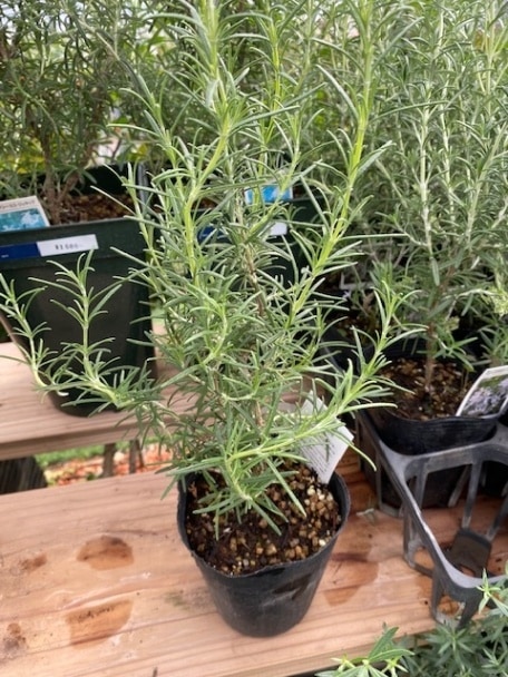 ローズマリー・ミスジェサップ ハーブ苗 立ち性 12cmポット | ハーブ苗