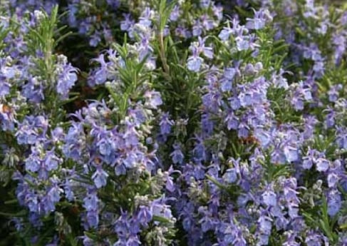 ローズマリー・ミスジェサップ　ハーブ苗　立ち性　12cmポット