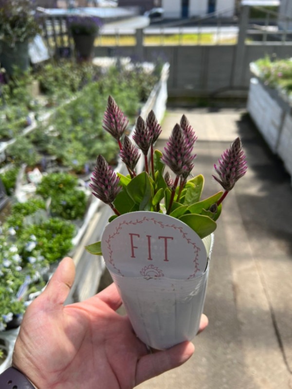 プチロータス ジョーイ 宿根草 9cmロングポット 宿根草 バラとハーブの専門ショップ 大神 おおが ファーム プチロータス ジョーイ 宿根草 9cmロングポット 宿根草 バラとハーブの専門ショップ 大神 おおが ファーム