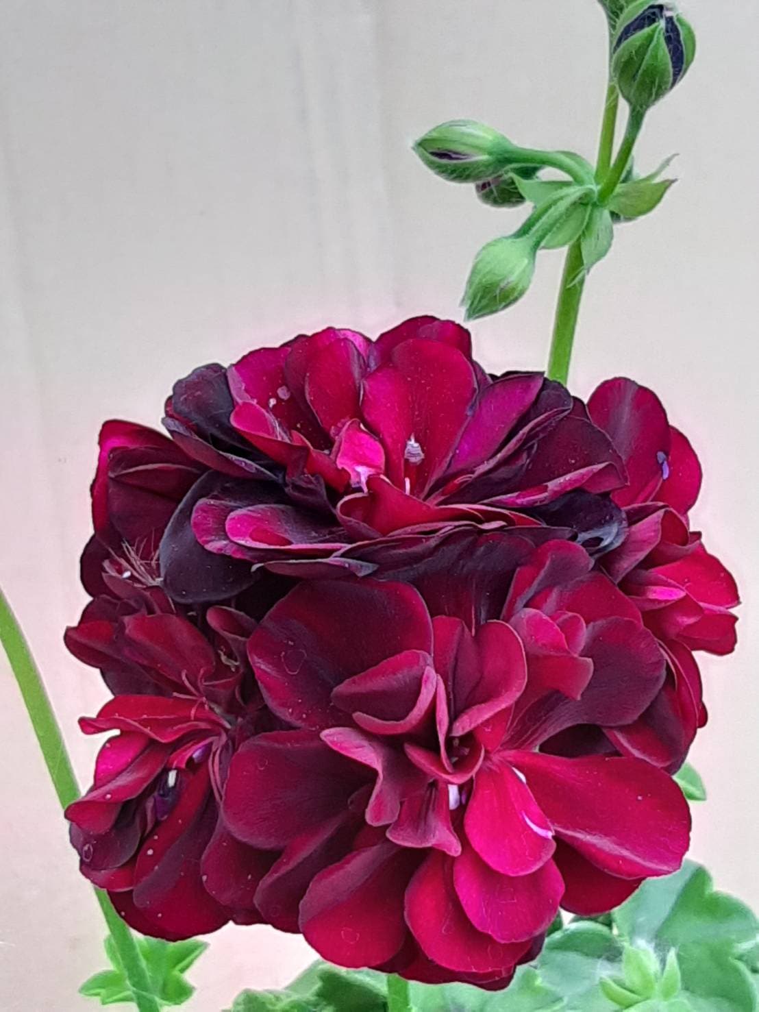 アイビーゼラニウム 'トミー' シビルシリーズ ハーブ苗 11?テクポット