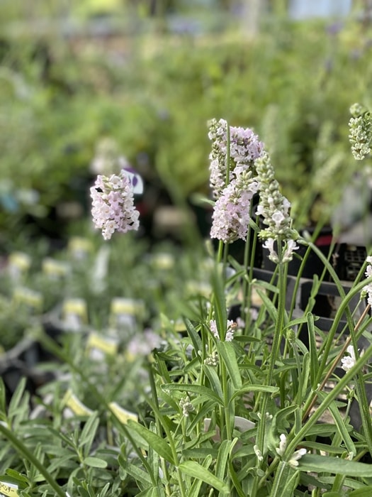 新品　薄紫色のエレガントなラグ　ラベンダー　リバーシブル　ベルベッド 新品 薄紫色のエレガントなラグ ラベンダー リバーシブル ベルベッド