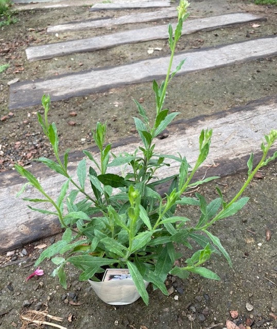ガウラ ‘ 小雪  ’　宿根草　10.5cmポット