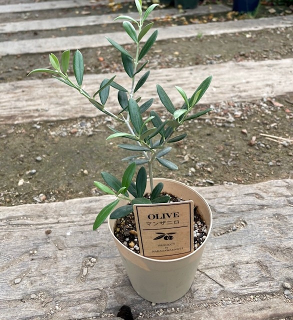 オリーブ・マンザニロ 果樹 10.5cmポット | 果樹・花木 | | バラと