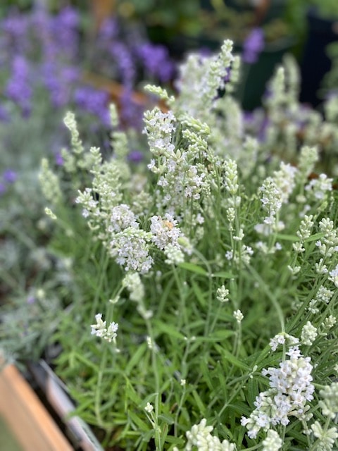 ラベンダー・エレガンスホワイト（イングリッシュ系） ハーブ苗