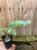 ユーカリ・シネレア　ハーブ苗　6号鉢植え|アイウエオ順|ハーブ苗　Herbs