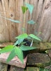 ユーカリ・ロブスタ　ハーブ苗|アイウエオ順|ハーブ苗　Herbs