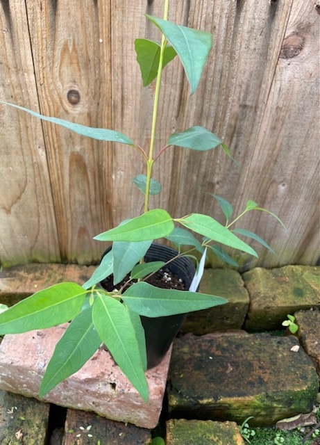 ユーカリ・ロブスタ　ハーブ苗