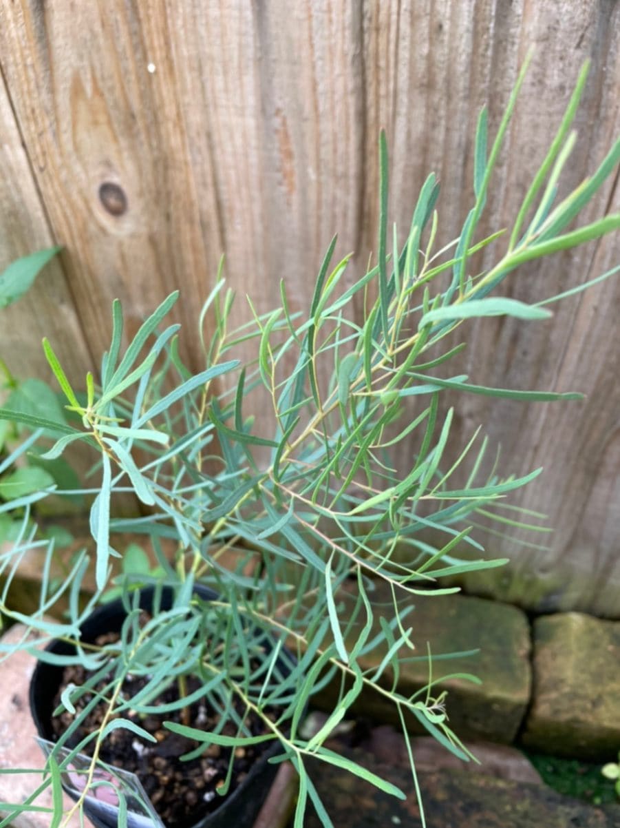 ユーカリ・ニコリ（ニッコリ―）　ハーブ苗　6号鉢植え