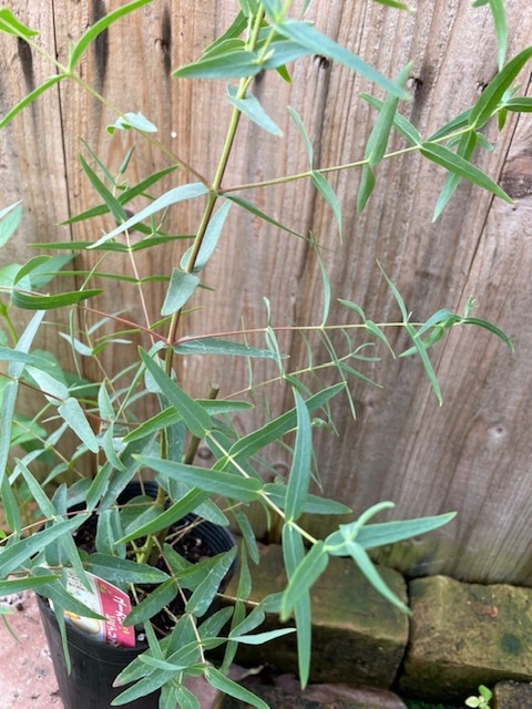 ユーカリ・ビミナリス　ハーブ苗　12cmポット