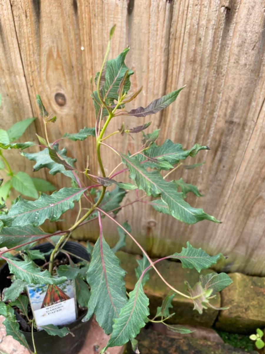 ユーカリ・レインボー　ハーブ苗　12cmポット