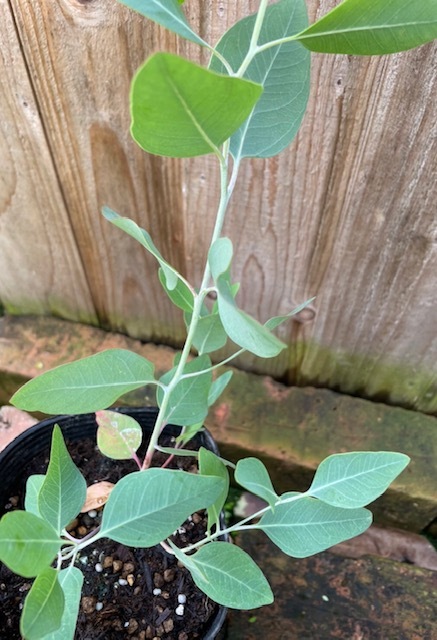 ユーカリ・デュアルベータ　ハーブ苗　6号鉢植え