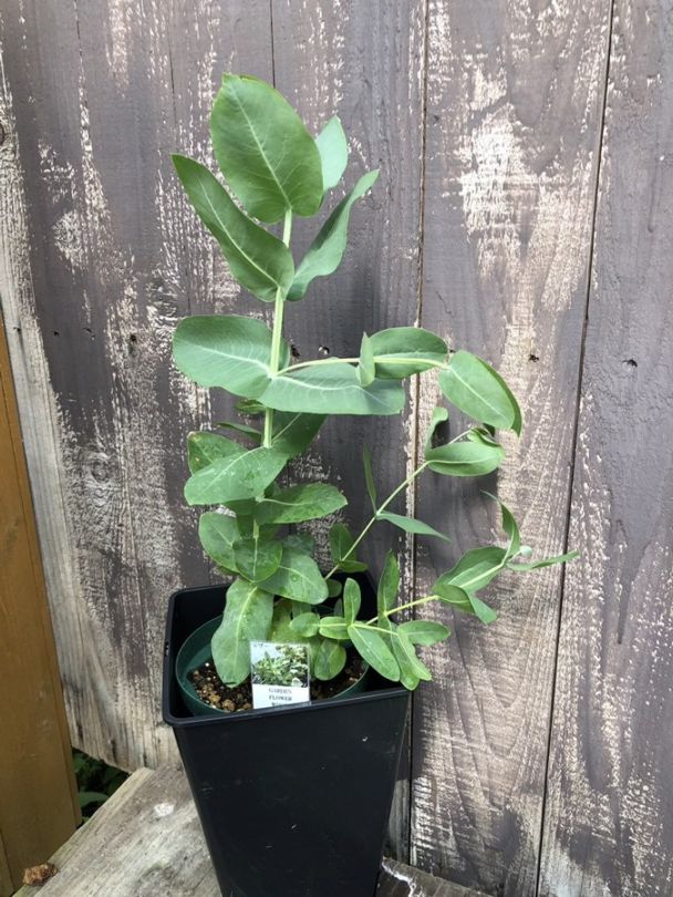 ユーカリ・マザー　ハーブ苗　6号鉢植え