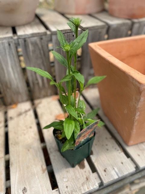 エキナセア・シュプリーム カンタロープ 宿根草 11cm角ポット | 宿根草