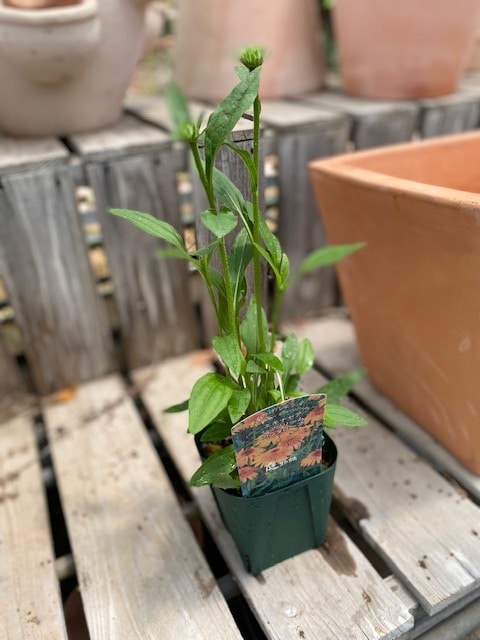 エキナセア・シュプリーム カンタロープ 宿根草 11cm角ポット | 宿根草