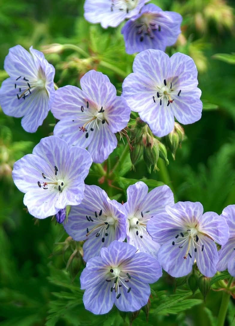 ゲラニューム・ミセスケンドールクラーク 宿根草 11cm角ポット