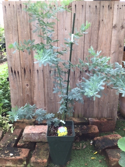 ミモザ（銀葉アカシア） 良品。ギンヨウアカシア(ミモザ)/銀葉アカシア