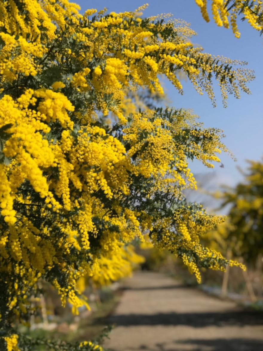 銀葉アカシア ミモザ 常緑樹 7号鉢 | 果樹・花木 | | バラとハーブの