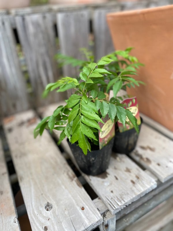 カレーリーフ　ハーブ苗　お料理用　9cmポット