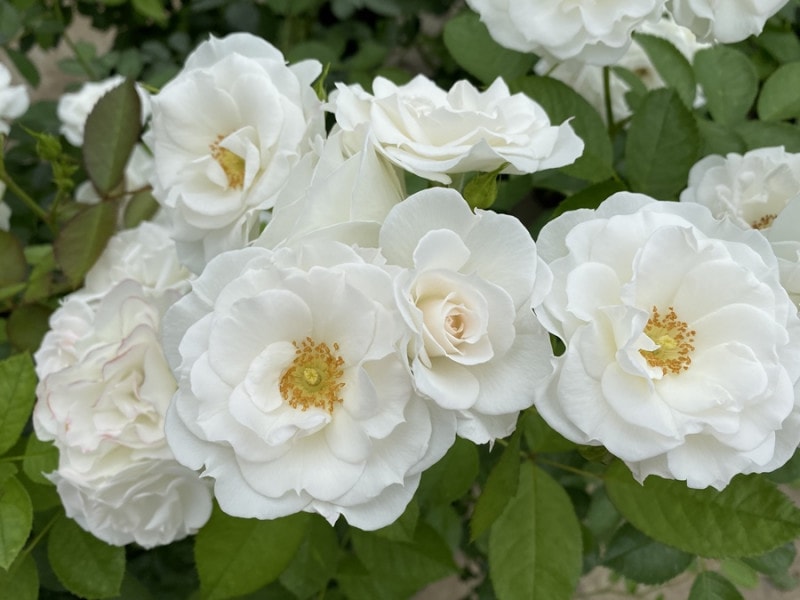 ベビー アイスバーグ 大苗予約 7号鉢植え 農林水産省 登録品種 四季咲き中輪房咲き系 フロリバンダローズ スプレー咲き コルデス バラ苗 バラ 苗 フロリバンダローズ 四季咲き中輪房咲き種 バラとハーブの専門ショップ 大神 おおが ファーム