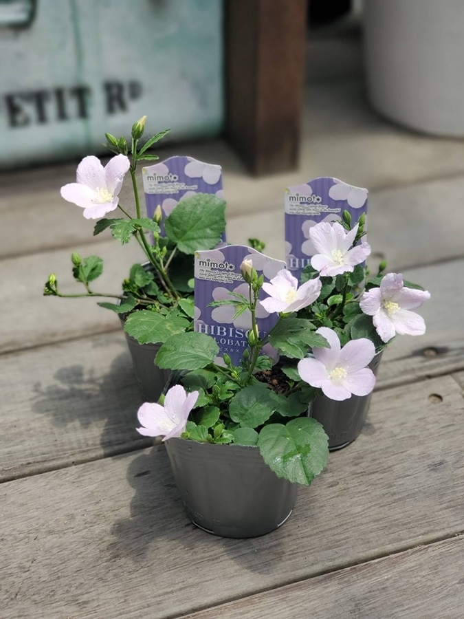 原種ハイビスカス　