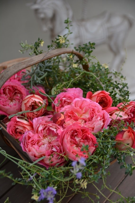 アルゴノーツ（大苗予約）7号鉢植え バラ苗 《農林水産省 登録品種