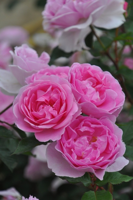 ピクシー（大苗予約）7号鉢植え バラ苗 《農林水産省 登録品種