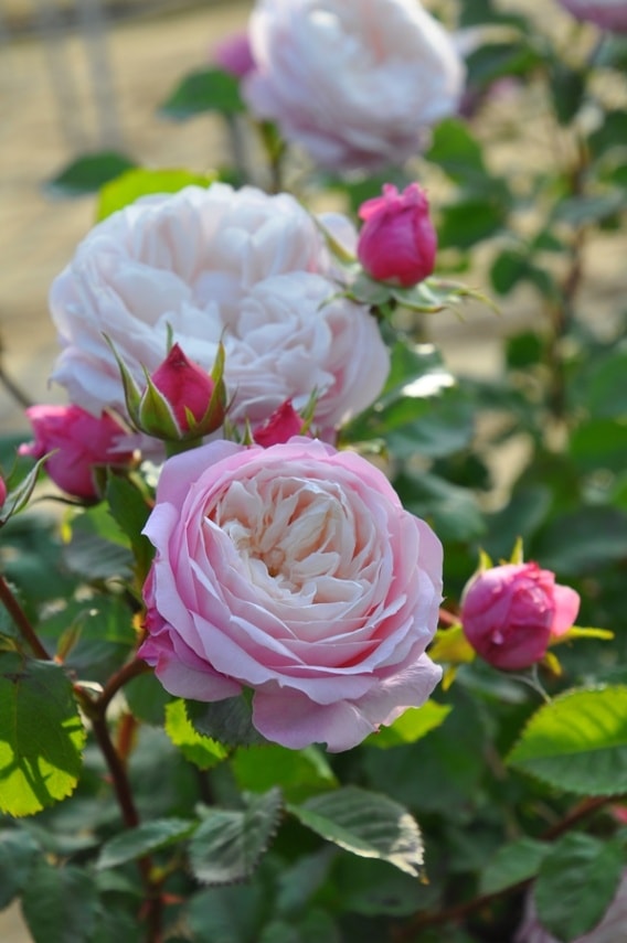 大バラ苗3年生　ピルエット　ロサオリエンティス 楽天市場】予約販売 バラ苗 バラ大苗 ロサ オリエンティス