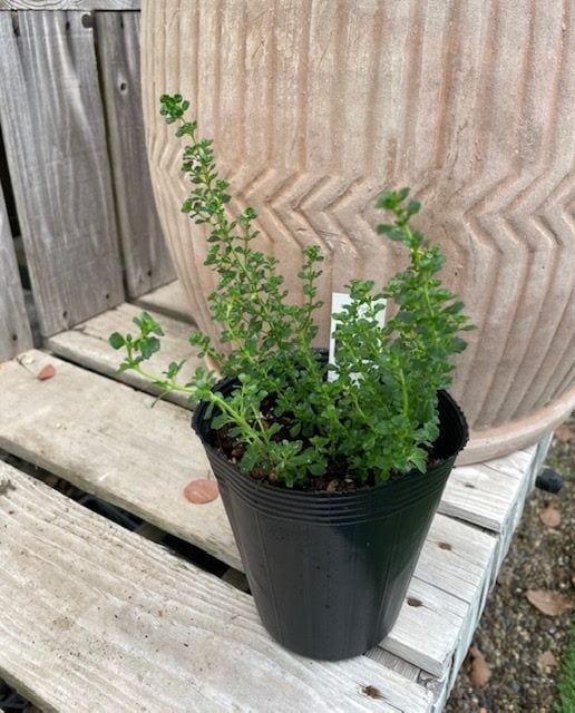 ミントブッシュ（白花）　ハーブ苗　　12cmポット