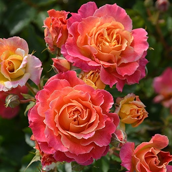 シャルール（大苗予約）7号鉢植え　バラ苗　《農林水産省　登録品種》　四季咲き　ロサ・オリエンティス  プログレッシオシリーズ