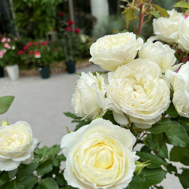 スノー・トワ（大苗予約）7号鉢植え F&Gローズ ネオモダンシリーズ