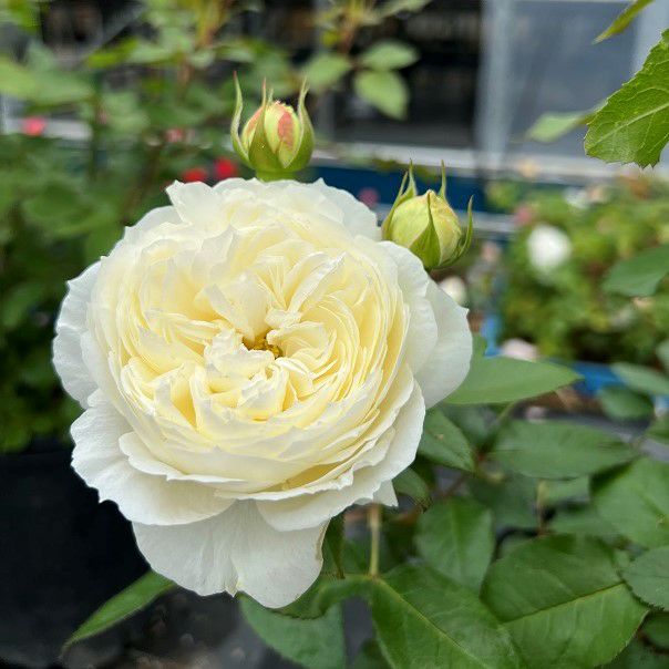 スノー・トワ（大苗予約）7号鉢植え F&Gローズ ネオモダンシリーズ