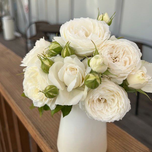 スノー・トワ（大苗予約）7号鉢植え F&Gローズ ネオモダンシリーズ