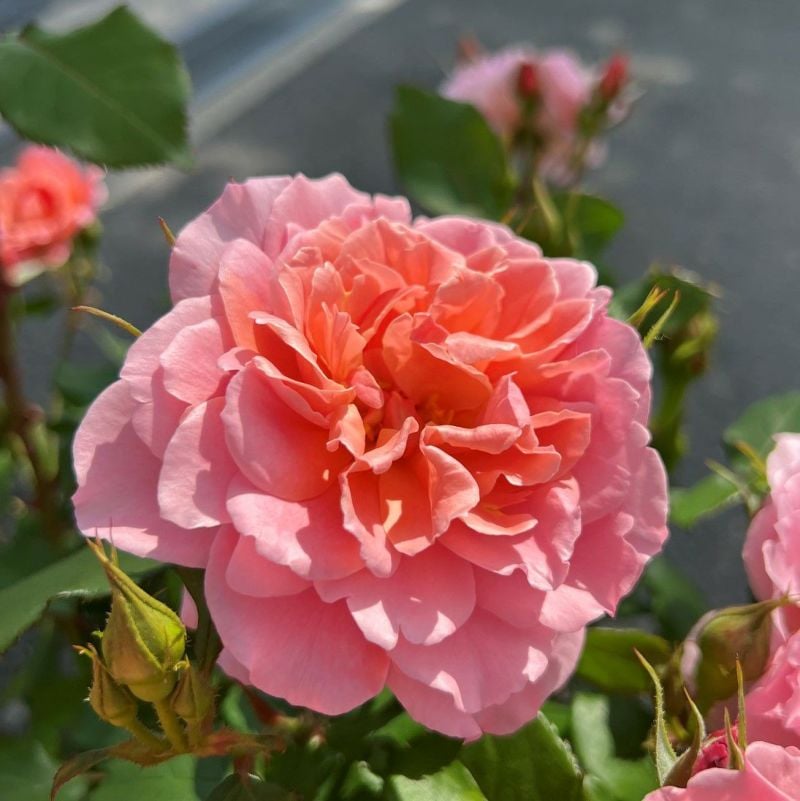 アンファン・ドゥ・コライユ（大苗予約）7号鉢植え 四季咲き バラ苗