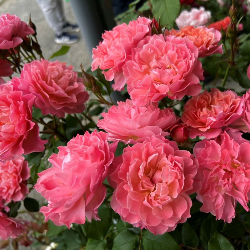 アンファン・ドゥ・コライユ（大苗）7号鉢植え 四季咲き バラ苗 《契約