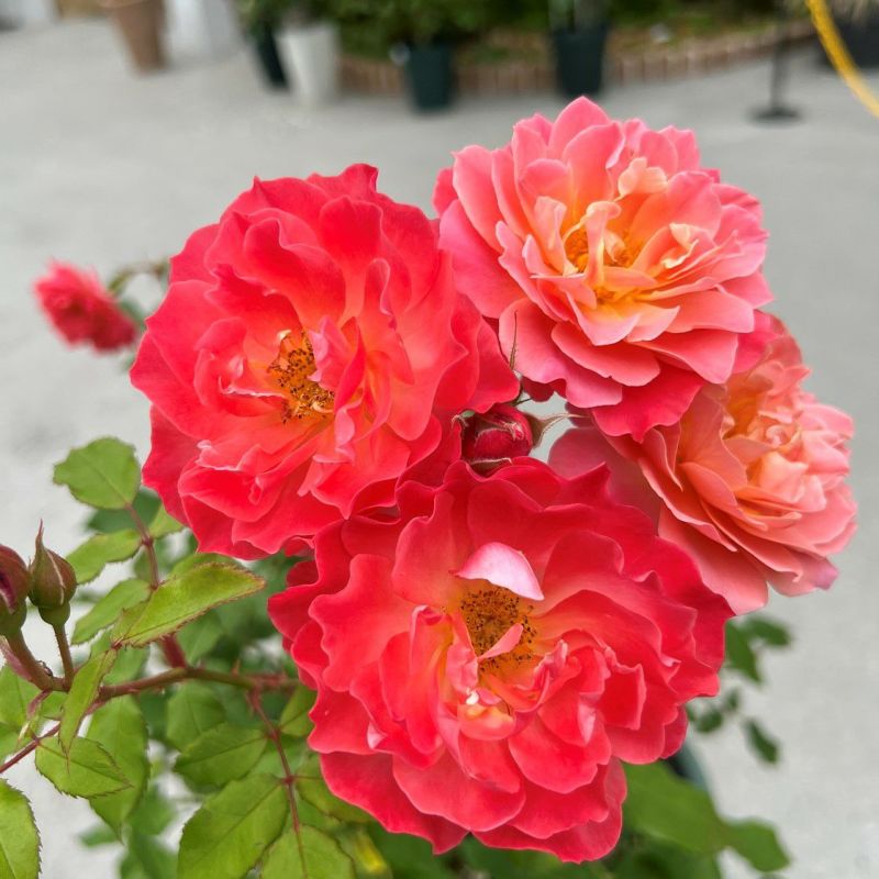 アンファン・ドゥ・コライユ（大苗）7号鉢植え 四季咲き バラ苗 《契約