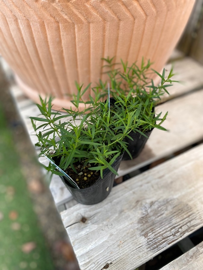 マウンテンミント ハーブ苗 9cmポット | ハーブ苗 Herbs,アイウエオ順