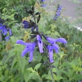 ハーブ苗 バラとハーブの専門ショップ 大神 おおが ファーム