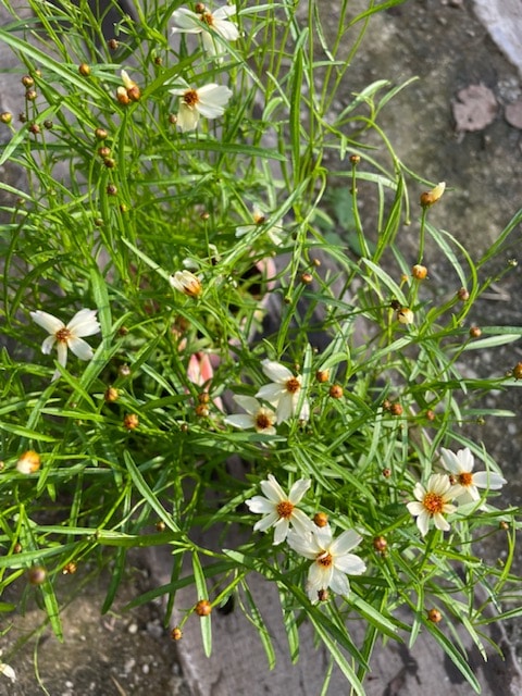 コレオプシス・ウリドリーム　'ホワイトナイト'　9cmポット