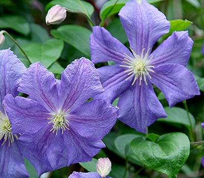 クレマチス　'ペルル・ダジュール（ペルル・ダ・ジュール）'　系統：ジャックマニー系　12cmポット