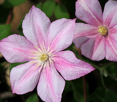 クレマチス　'キャロライン'　系統：ジャックマニー系　12cmポット