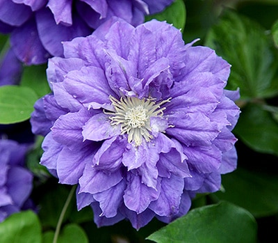 クレマチス　'キリ・テ・カナワ'　系統：パテンス八重系　12cmポット