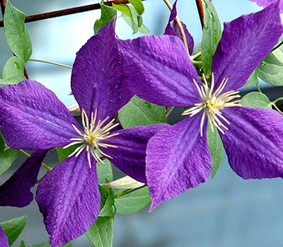 クレマチス　'ジャックマニー'　系統：ジャックマニー系　12cmポット