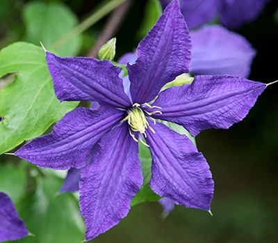 クレマチス 'ラプソディー' 系統：ジャックマニー系 12cmポット