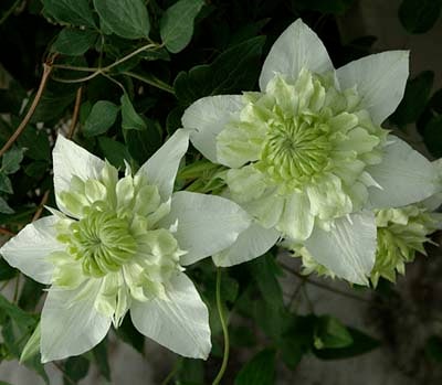 クレマチス　'白万重（しろまんえ）'　系統：フロリダ系　12cmポット