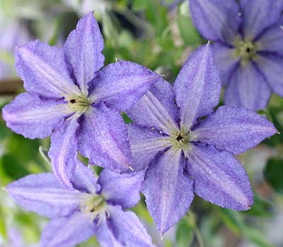 クレマチス　'星めぐり'　PVP　系統：フロリダ系　12cmポット《予約苗　2月下旬～3月頃お届け予定》