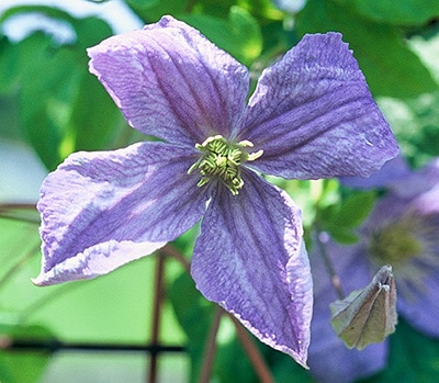 クレマチス　'エミリア・プラター'　系統：ビチセラ系　12cmポット