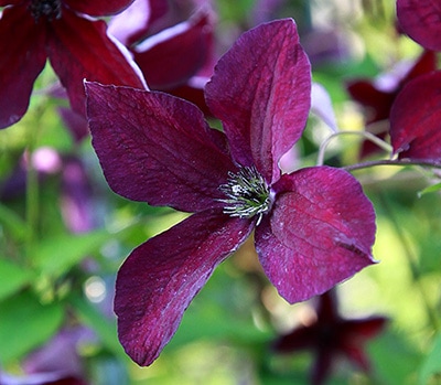 クレマチス 'ブラック・プリンス' 系統：ビチセラ系 12cmポット